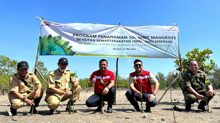 Aksi Tanam 500 Mangrove di Tanjung Pandan