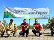 Aksi Tanam 500 Mangrove di Tanjung Pandan