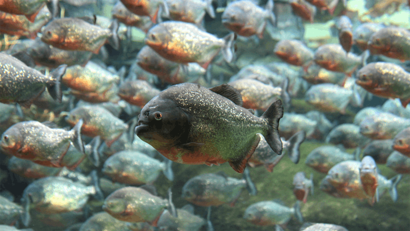 Unik, Ramen Piranha Pertama di Jepang