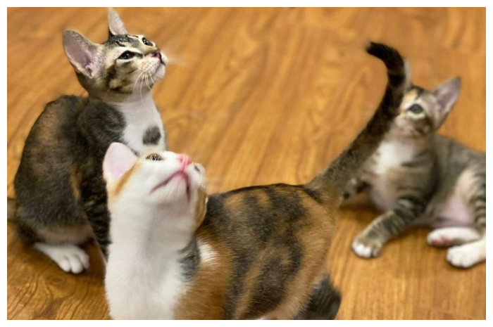 Prabowo Unggah 3 Kucing di International Cat Day, Warganet: Kangen Bobby