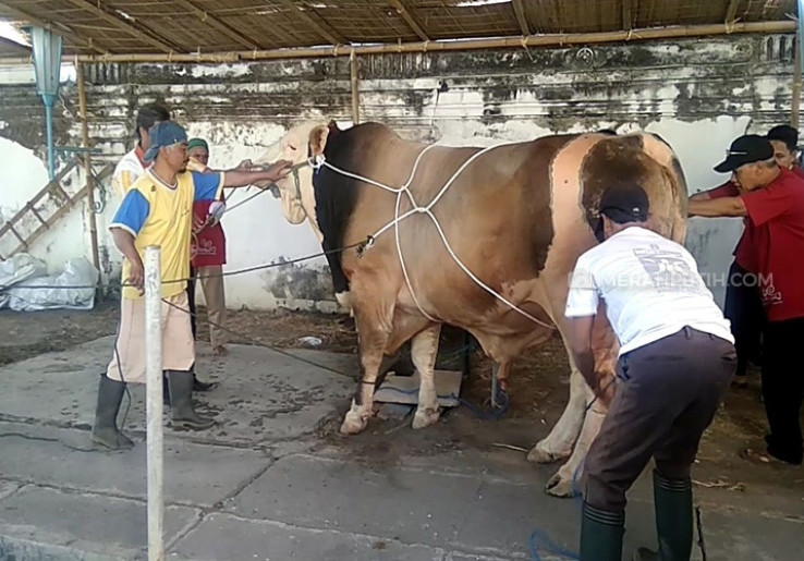   Sapi Jumbo Milik Jokowi Mengamuk, Dua Tiang Tenda Penyembelihan Rusak 