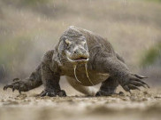 Pulau Komodo Masuk 10 Besar Destinasi Terbaik di Asia 2018