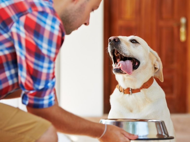 Percobaan menunjukkan, anjing kurang percaya pada manusia tak dikenal yang memberi arahan. (Foto: 123RF/serezniy)