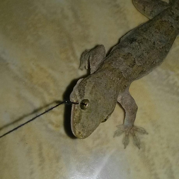 Cecak. (Foto: instagram.com/asukaanim)