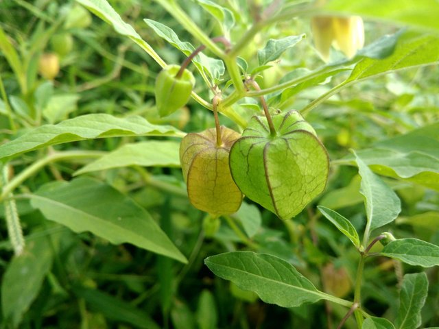 Buah Ciplukan, Tanaman Langka dengan Segudang Manfaat