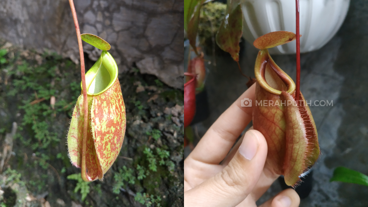 Perhatikan Ini Jika Ingin Menanam Kantong Semar