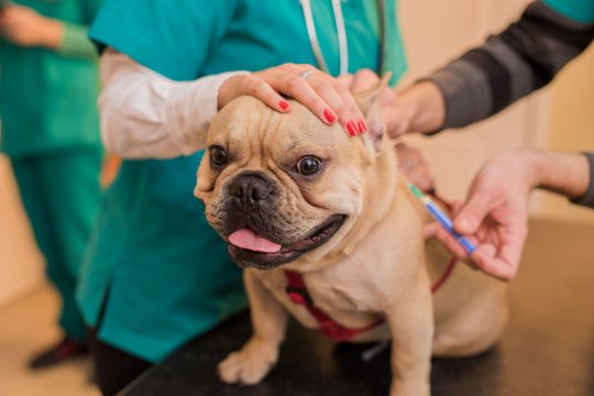 5 Fakta Penting yang Harus Kamu Ketahui Tentang Rabies