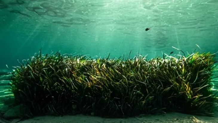 Rumput Laut, Makanan Sehat yang Baik untuk Tubuh dan Alam
