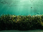 Rumput Laut, Makanan Sehat yang Baik untuk Tubuh dan Alam