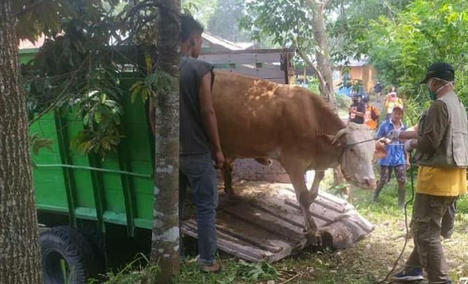 Pemkab Sleman Beri Vitamin ke Ratusan Ternak Pengungsi Merapi
