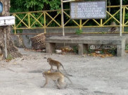 Kera Jelmaan Santri Munafik di Cirebon