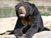 Taman Safari Indonesia Kedatangan Seekor Beruang Madu