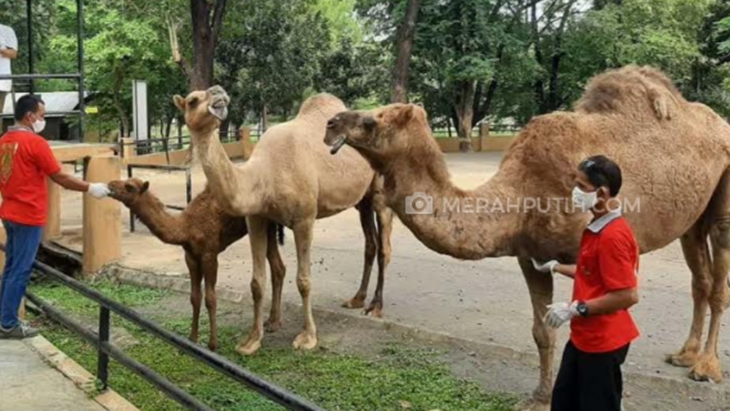 Tempat Wisata Belum Buka, Solo Zoo Banting Setir Jualan Masker