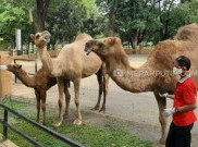 Tempat Wisata Belum Buka, Solo Zoo Banting Setir Jualan Masker