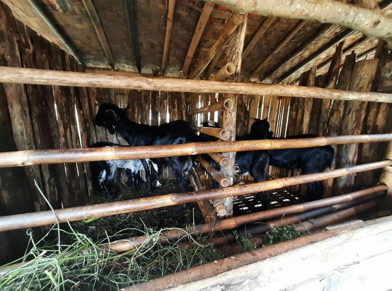 Kambing. (Foto:  @paijodirajo )