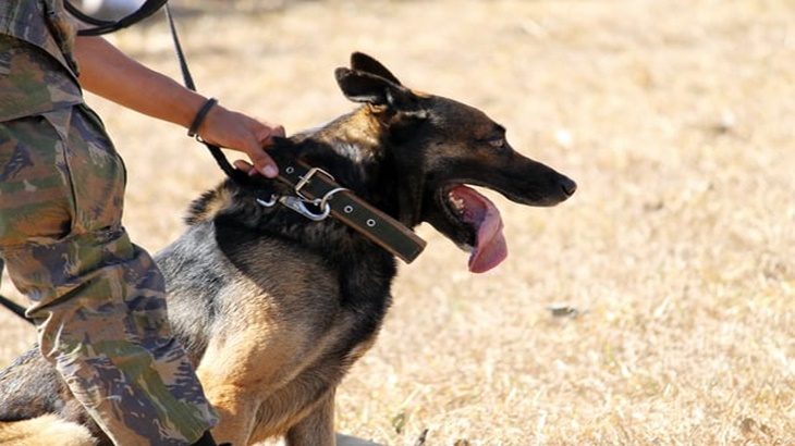 Pertama, Bandara Internasional Dubai Gunakan Jasa Anjing Pelacak Virus Corona