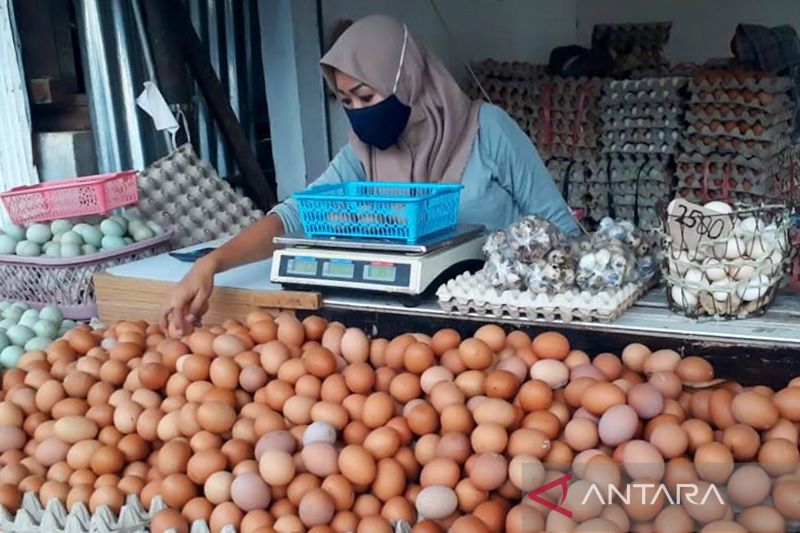 Faktor Cuaca Diklaim Jadi Penyebab Harga Telur Naik Tinggi