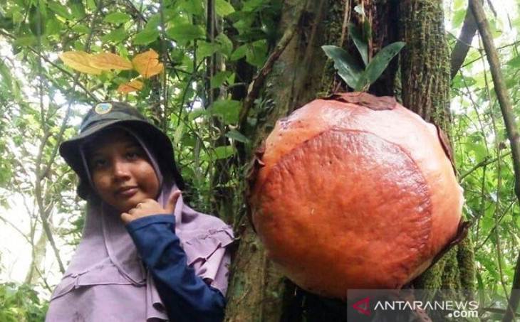Pertama Kali Terjadi, Bunga Raflesia Mekar di Atas Pohon