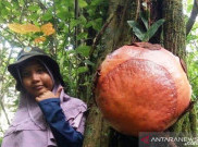 Pertama Kali Terjadi, Bunga Raflesia Mekar di Atas Pohon