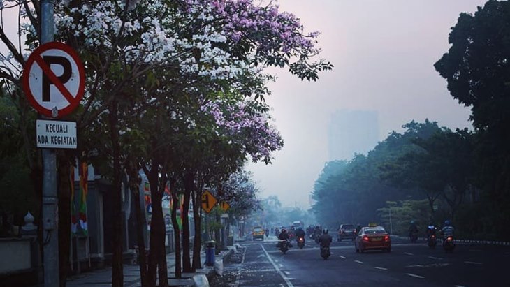 Surabaya Cantik dengan Tabebuya