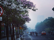 Surabaya Cantik dengan Tabebuya