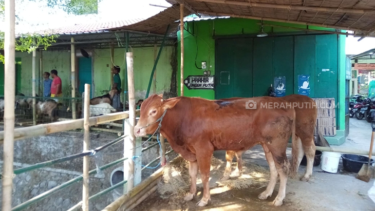 Penjual hewan kurban musiman bertebaran di Solo, Jawa Tengah pada Hari Raya Iduladha. (MP/Ismail)