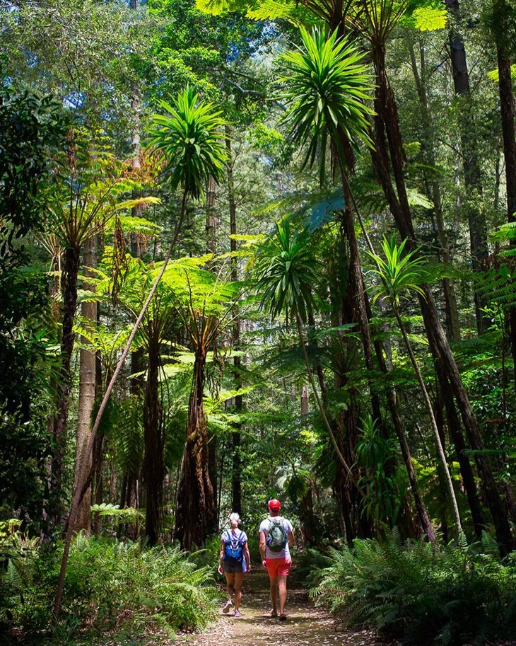  Pengunjung berjalan di hutan Pulau Norfolk. (Foto: instagram.com/ronderlustwatts)