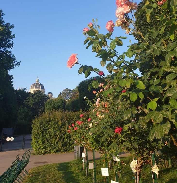 Volkgarten Viena. (Foto: instagram.com/wienzufussphotoblog)