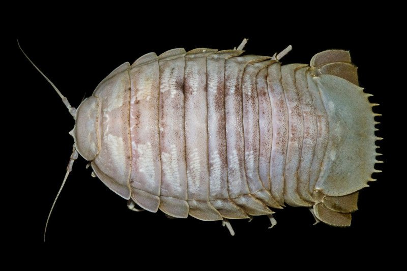 'Kecoak Laut Raksasa' Ditemukan di Laut Dalam Selat Sunda