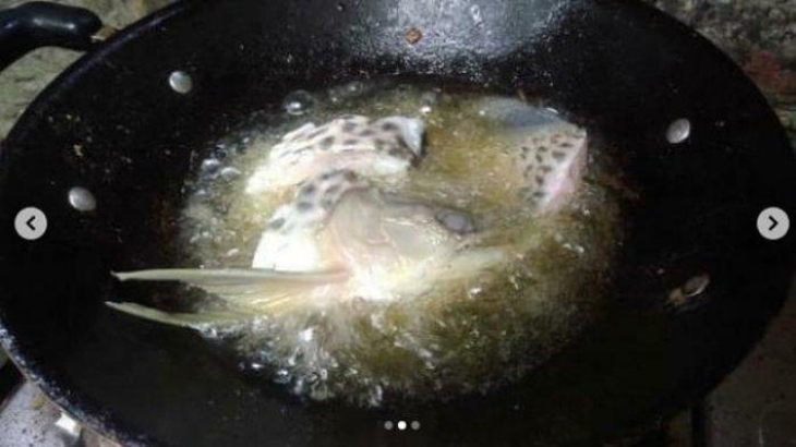 Viral Kisah Ikan Arwana Rp2 Juta Digoreng saat Dititip di Kampung