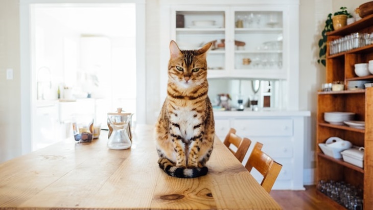Penjelasan Ilmiah Mengenai Belang di Bulu Kucing