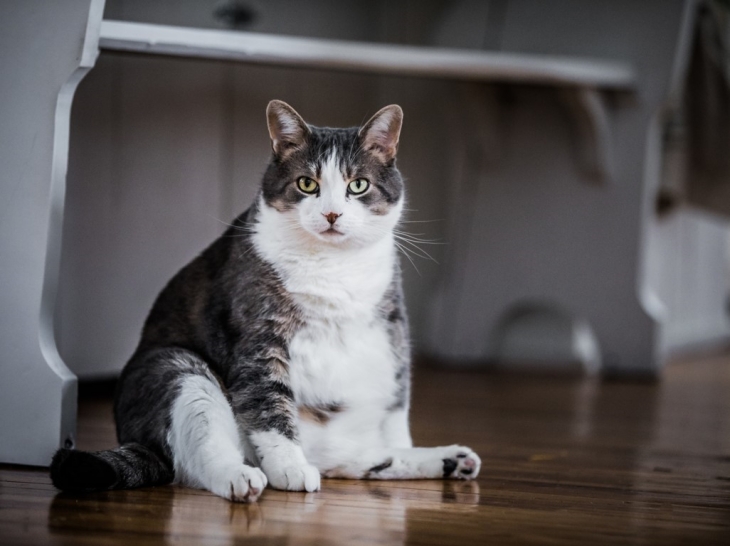 Tren ini ternyata membunuh kucing secara perlahan. (Foto: 123RF/Benoit Daoust)