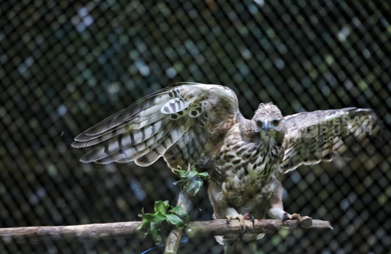 Mengintip Rehabilitasi Burung Elang Jawa di Pusat Suaka Satwa Elang Jawa Bogor