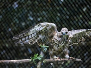Mengintip Rehabilitasi Burung Elang Jawa di Pusat Suaka Satwa Elang Jawa Bogor