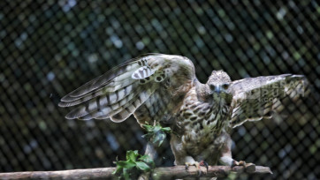 Mengintip Rehabilitasi Burung Elang Jawa di Pusat Suaka Satwa Elang Jawa Bogor