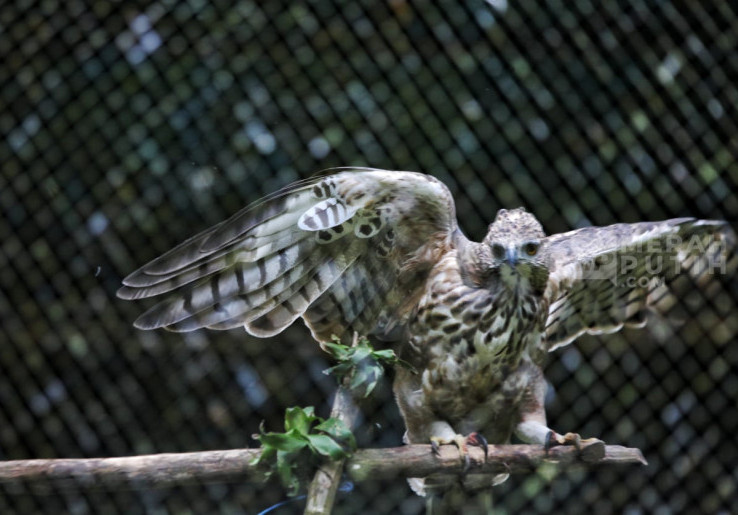 Mengintip Rehabilitasi Burung Elang Jawa di Pusat Suaka Satwa Elang Jawa Bogor