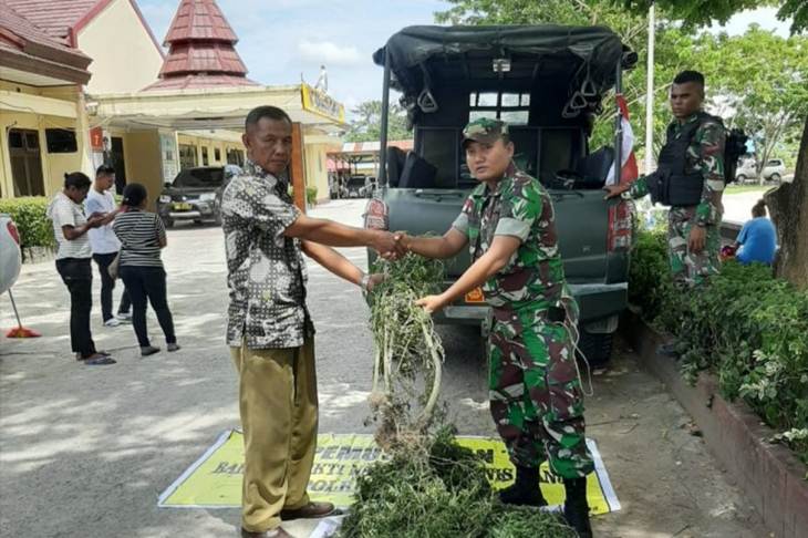 Barang bukti pohon ganja yang diserahkan oleh Pasi Intel Yonif Raider 300/Bjw Lettu Inf Yudha Anggara (kanan) kepada Kasat Resnarkoba Polres Keerom AKP Sumadiyono di Mapolres Keerom, Papua, Kamis (30/1/2020) ANTARA /HO-Humas Polres Keerom