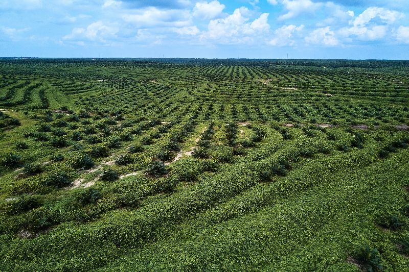 Berdampak ke Sawit, Indonesia dan Malaysia Bahas Regulasi Deforestasi Uni Eropa