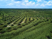 Berdampak ke Sawit, Indonesia dan Malaysia Bahas Regulasi Deforestasi Uni Eropa