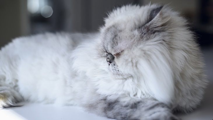 Menjaga Bulu Kucing Terawat Mudah