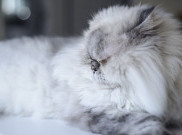 Menjaga Bulu Kucing Terawat Mudah