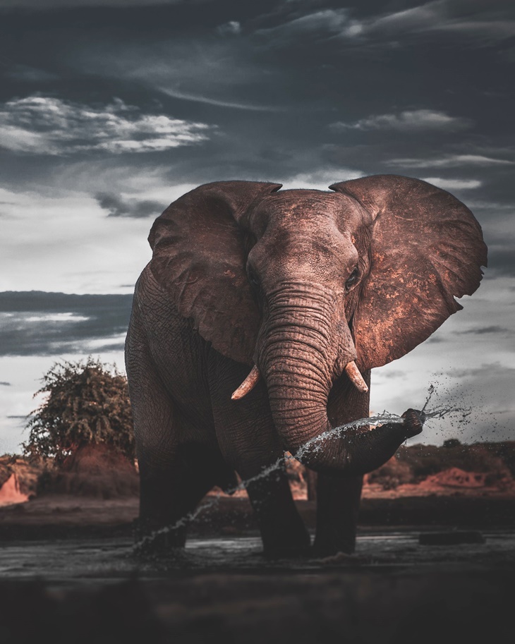 gajah