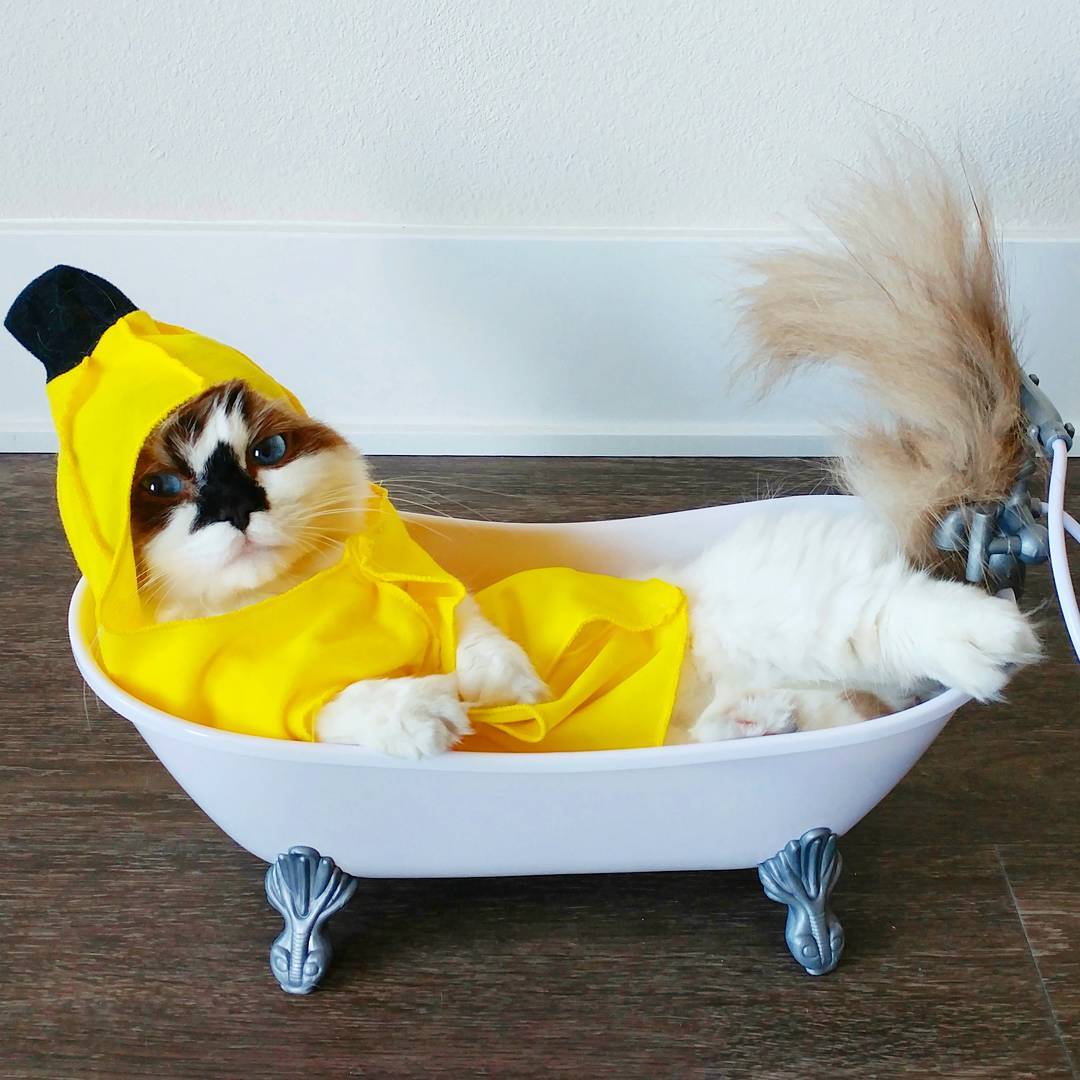 Kalahkan Followers Kamu di Instagram, Kucing Unik Ini Curi Perhatian Netizen