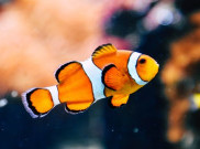 Kalikan Expo 2022 Siap Bangun Industri Pasar Ikan Air Tawar di Indonesia