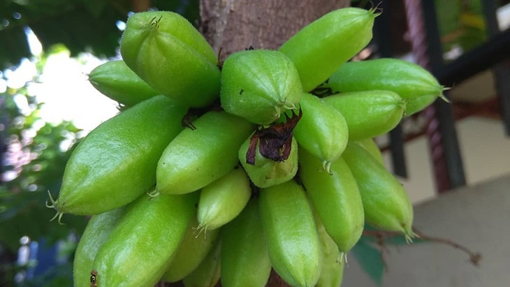 Belimbing Wuluh, si Mungil dengan Khasiat Besar