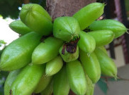 Belimbing Wuluh, si Mungil dengan Khasiat Besar