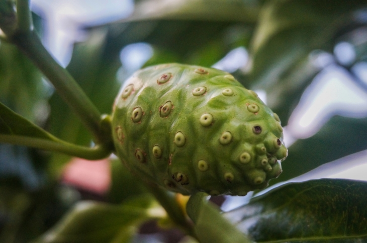Buah Mengkudu merupakan bahan alami yang ampu usir tikus. (Foto: Pixabay/najibzamri)