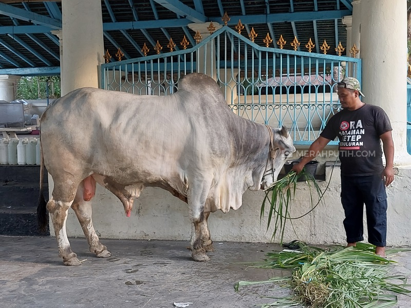 Peternak Asal Boyolali Tak Menyangka 2 Ekor Sapinya Dibeli Jokowi Rp 125,5 Juta