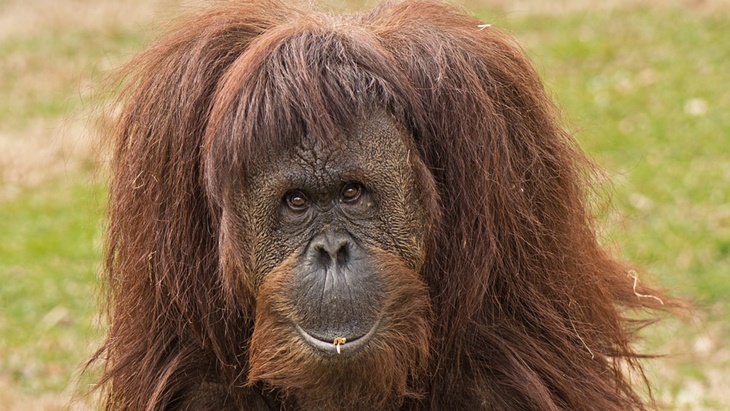Orang utan di Aceh Turun ke Perkebunan Warga