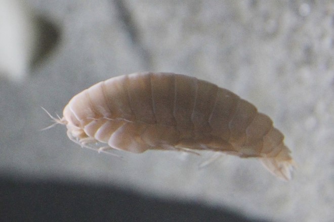 isopoda